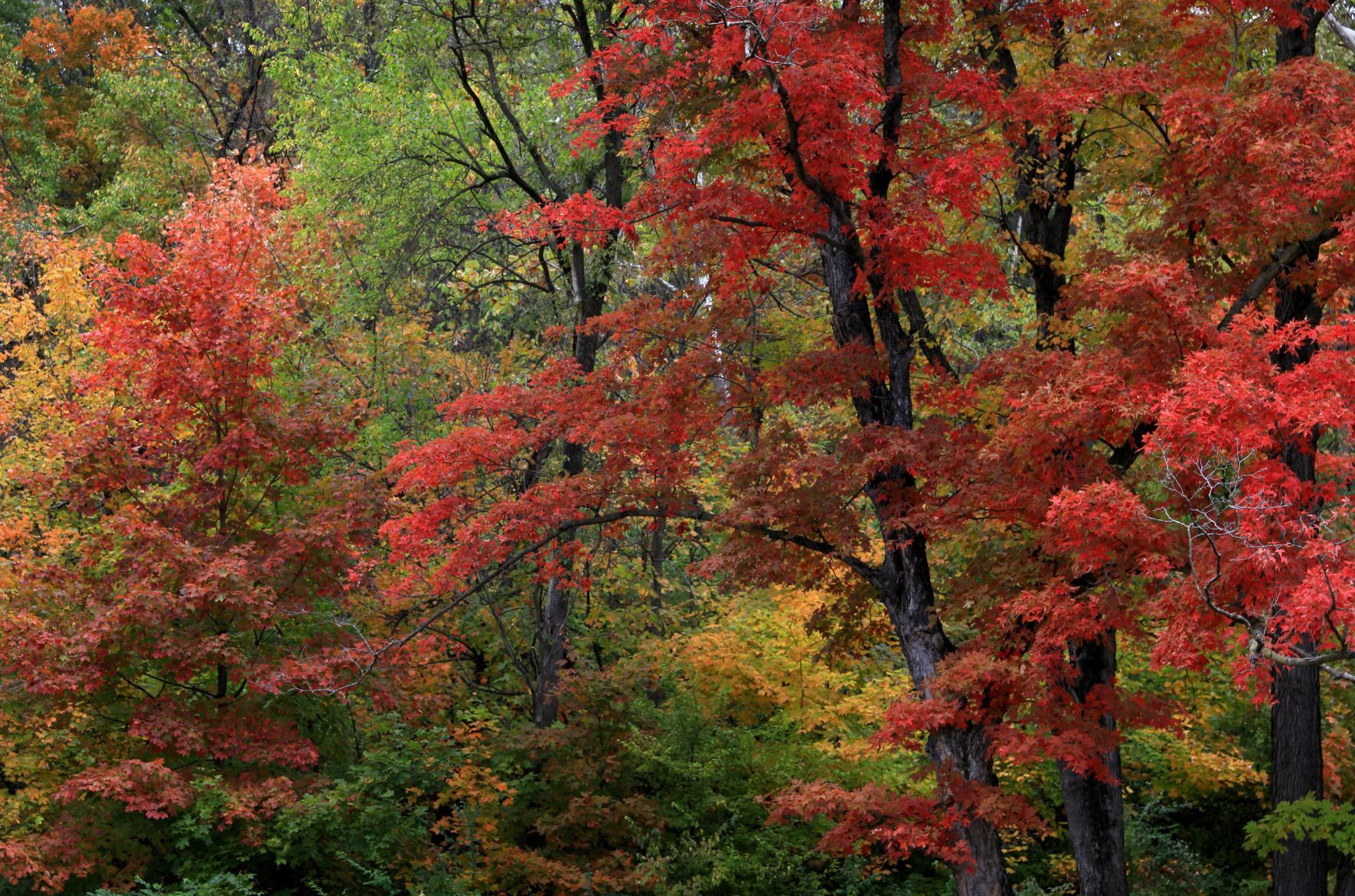 Fall foliage on the Great River Road in Pere Marquette State Park